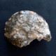 #MAMMITES NODOSOIDES Fossile, Ammonite, Kreide (Marokko) - Fossielen