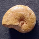 #SALFELDIELLA COLCANAPI Fossile, Ammonite, Kreide (Madagaskar) - Fossiles