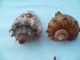 Coquillage Collection - Seashells & Snail-shells