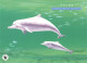 HONGKONG - POSTCARD WWF 1999 - DOLPHIN  /4368 - Entiers Postaux