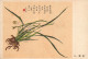 Delcampe - Postcard, Topic Ethnics, China Different Cultural Flowers From Wang Hai-Yun, Collection Of Postcards - Collezioni E Lotti