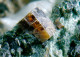 Delcampe - Mineral - Magnetite, Perowskite E Clorite ( Rocca Sella, Val Di Susa, Torino, Italia) - Lot, 1137 - Minerals