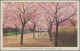 Camp Mail Tsingtau: Narashino, 1920: Ppc "Tsingtau Botanical Garden" Endorsed Sd - Chine (bureaux)