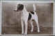 ENGLAND UK UNITED KINGDOM SMOOTH FOX TERRIER DOG KARTE CARD POSTKARTE POSTCARD ANSICHTSKARTE CARTOLINA CARTE POSTALE - Collections & Lots