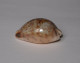 Cypraea Gambiensis - Seashells & Snail-shells