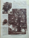 Neueste Illustrierte Dernieres Nouvelles Illustrées  Juin 1932 Mulhouse Tilleul Alsace Louis Le Prince - Other & Unclassified