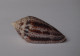 Conus Ximenes - Coquillages