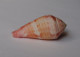 Conus Pertusus - Seashells & Snail-shells