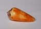 Conus Magus Circae - Seashells & Snail-shells