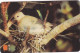 OMAN(GPT) - Bird, Palm Dove, CN : 33OMNK/B, 05/97, Used - Oman