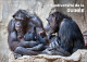 GUINEA 2023 - STATIONERY CARD - BIODIVERSITY - CHIMPANZEE CHIMPANZEES CHIMPANZE APES MONKEYS MONKEY APE SINGES - Chimpanzés