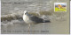 Heuglin's Gull @ Point Calimere, Migratory Birds @ Wildlife & Bird Sanctuary, Protected Wetland, Nature, Spl Cover 2024 - Mouettes