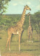 Giraffes In Africa - Giraffes