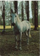 ANIMAUX & FAUNE - Chevaux - Un Cheval Seul En Plein Air - Carte Postale - Horses