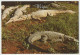 Australia QUEENSLAND QLD Freshwater CROCODILES Crocs WEIPA Overprint Murray Views W525A Postcard C1980s - Sonstige & Ohne Zuordnung