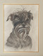 TRES BEAU PORTRAIT D'UN CHIEN (SCHNAUZER) AU CRAYON GRAPHITE SIGNE B. ROUYER - Drawings