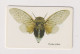 SOUTH  AFRICA - Cicada Chip Phonecard - Afrique Du Sud