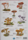 Natuurpunt Kijkkaart Paddenstoelen - Scolaire