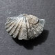 #BRACHYSPIRIFER Sp Fossile, Brachiopoden, Devon (Vereinigte Staaten) - Fossiles