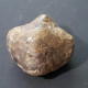 #ATHYRIS CONCENTRICA VENTROSA Fossile, Brachiopoden, Devon (Deutschland) - Fossils