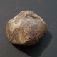 #SPINOCYRTIA OSTIOLATA Sp. Fossile, Brachiopoden, Devon (Deutschland) - Fossili