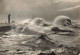 FRANCE - Le Havre - La Jetée Nord - Grosse Mer - Vue Sur La Mer - Carte Postale Ancienne - Non Classés