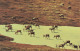 CPSM Vast Herds Of Barren Land Caribou-RARE    L2701 - Sonstige & Ohne Zuordnung