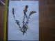 Annees 50 PLANCHE D'HERBIER Du Gard Herbarium Planche Naturelle 25 - Arte Popular