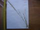 Annees 50 PLANCHE D'HERBIER Du Gard Herbarium Planche Naturelle 42 - Popular Art