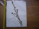 Annees 50 PLANCHE D'HERBIER Du Gard Herbarium Planche Naturelle 49 - Popular Art