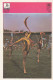 Slet - Youth Sports Festival In Yugoslavia Trading Card Svijet Sporta - Gymnastik