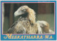 WESTERN AUSTRALIA WA Wedge Tailed Eagle MEEKATHARRA Nucolorvue 11MK002 Postcard C1980s - Andere & Zonder Classificatie
