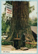 World Famous Tree House - Believe It Or Not - Piercy - Sonstige & Ohne Zuordnung