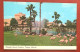 Flamingos In Colorful Busch Gardens Tampa, Florida (c310) - Tampa