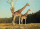 Animaux - Girafes - Réserve Africaine Du Château De Thoiry En Yvelines - Zoo - CPM - Voir Scans Recto-Verso - Giraffes