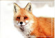 MOLDOVA   Postcard,   Fox      /    MOLDAVIE  Carte Postale, Renard - Wild