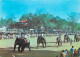 Animaux - Eléphants - Sri Lanka - Elephant Race - CPM - Voir Scans Recto-Verso - Éléphants