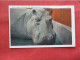 Sarasota Florida~Ringling Bros Hippopotamus~Circus Winter Quarters     Ref 6383 - Hippopotamuses