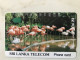 SRI LANKA    BIG VALUE   FLAMINGOS - Sri Lanka (Ceylon)