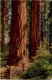 Redwoods California - Yosemite