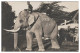 S4249/ Malaysia Elephant Elefant Foto AK Ca.1925 - Andere & Zonder Classificatie