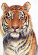 TIGRE Animales Vintage Tarjeta Postal CPSM #PBS066.ES - Tiger