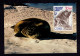 29e Expedition - LS Postée En Mer TP DANMARK OB Paquebot Dumont D'Urville Programme Météorologique + CP MAXIMUM VOYAGEE - Covers & Documents