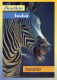 ZEBRA Animale Vintage Cartolina CPSM #PBR932.IT - Zèbres