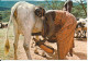 Kenya Postcard Sent To Denmark 22-7-1980 (Milking Time In A Masai Village) - Kenya