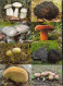 48 RUSSIAN POCKET CALENDARS - YEAR 2022 - MUSHROOMS - Klein Formaat: 2001-...