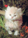 CAT KITTY Animals Vintage Postcard CPSM #PAM485.GB - Katten