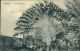 TANZANIA - ZANZIBAR - TRAVELLERS' PALM - PHOTO. COUTHINHO & SONS - 1910s  (12604) - Tansania