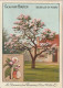 Z+ 26- LE POMMIER ( ARBRE , FLEURS , FRUIT ) - DESCRIPTIF - CARTE PUBLICITAIRE CACAO VAN HOUTEN - Van Houten