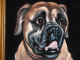 BULL DOG PANTING IN OIL ON BLACK VELVET OF BULL DOG SGNED RP - Oleo